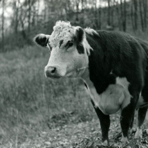 11_06_1971_Britton_Farm._A_beef_cow_on_range_website-961