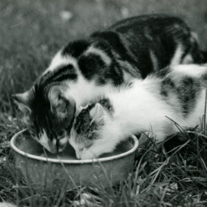 11_06_1971_Feeding_the_cats_on_the_Britton_Farm_website-962