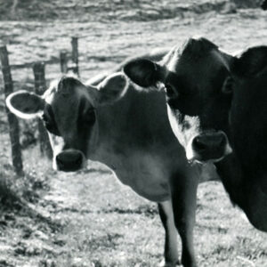 11_06_1971_Jersey_milk_cows_at_the_Britton_Farm._Noble_County__Oh_website-963