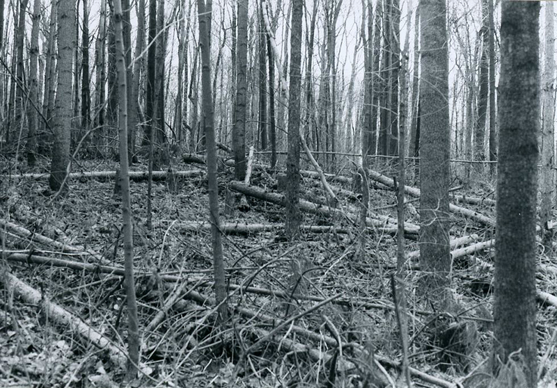 November 1985
Forestry Field Day
Photo ID#: S188