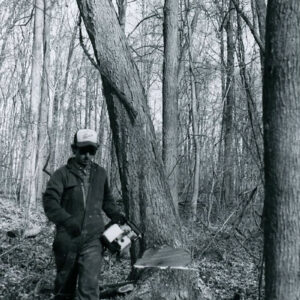 11_1985_Kaple_Lumber_Co._Felling_Tree__3__Willis_Woods_website-3919