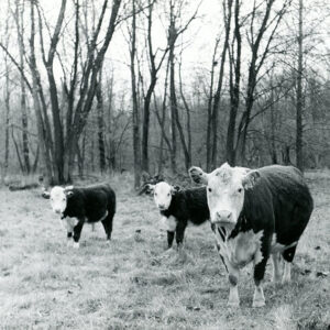 11_21_1971_John_Barcroft_Farm._Pictured_are_beef_cattle_on_grass__full_season_grazing__website-964