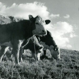 12_01_1969_Cattle_on_grass_at_Roscoe_Swank_Farm_near_Bellville.__Full_season_grazing__website-965