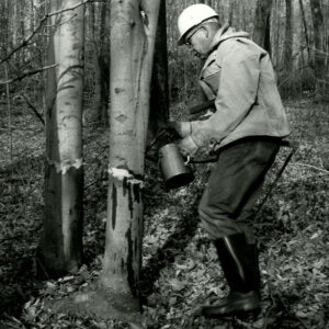 12_03_1980_Hampton_Woodlot__Richland_County._Bob_Mills_applies_chemical_via_brush_to_frilled_area_cut_around_young_Beech_tree_website-4608