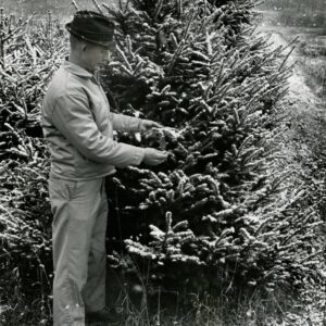 12_04_1968_David_Bell__owner_of_Bellwood_Nursery__examines_a_white_pine._Bellwood_will_sell_about_3000_Christmas_trees_this_year_0001-260