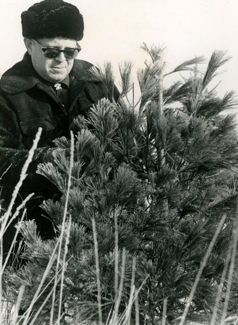 1965
John Hattery with
White pine
Photo ID#: A909