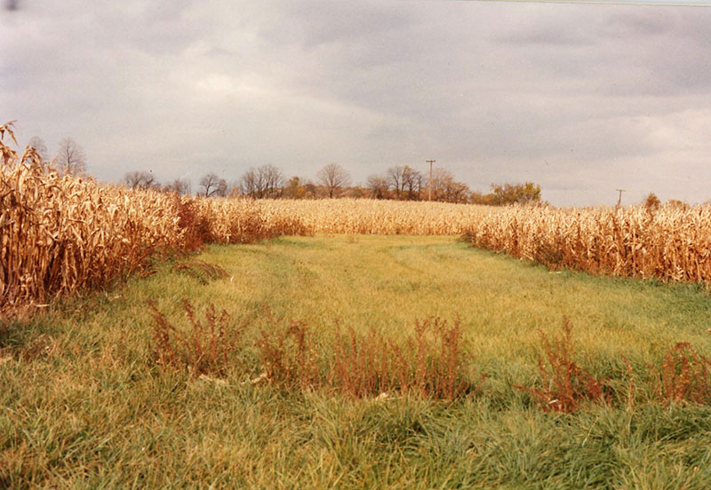 1999
Cooperator of the Year
Dean Cook Farm
Photo ID#: RSWCD30