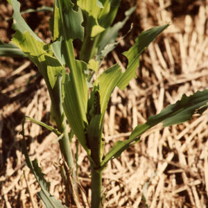 Armworm_damage.No_till_corn_website___Copy-1207