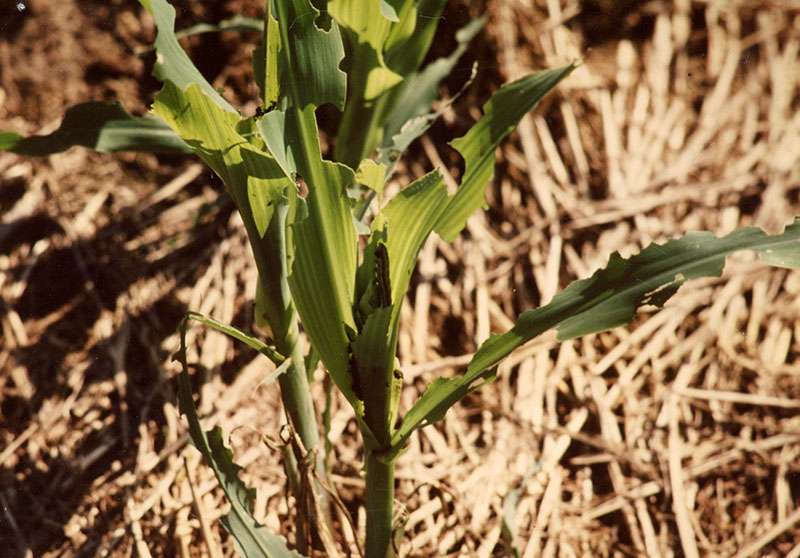 Armworm damage
No-till corn
Photo ID#: A640