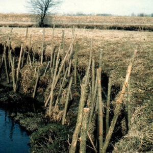 Bank_Stabilization_Using_Willow_Posts_2_website-530