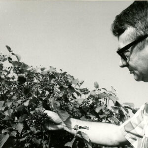 Deming_Seymour__Cooperative_Extension_Service_4_H_Agent_examines_fruit_produced_by_wildlife_shrubs.__Plants_available_through_District_Packet_Program_website-4538