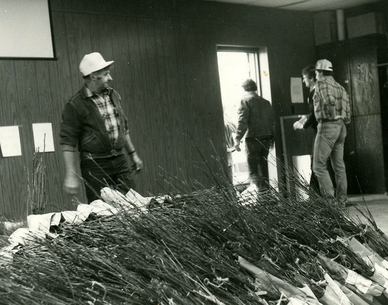 Dick Forbes with tree seedlings
Photo ID#: S627