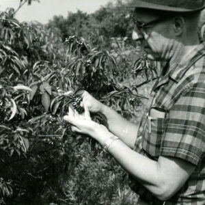 Granville_Smith__SCS_field_Biologist_examining_Gray_Dogwood_planting_at_Richland_Fish___Game_Farms_2_website-2818