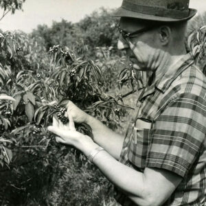 Granville_Smith__Soil_Conservation_Service_Biologist_examines_gray_dogwood_windbreak_at_the_Richland_Fish_Game_Assoc_Property_website-4573