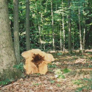 Maple_with_butt_rot_that_was_cut._To_left__20in.white_oak_left_for_more_growth._Jim_McCarron_Farm_Linn_Rd._website-3873