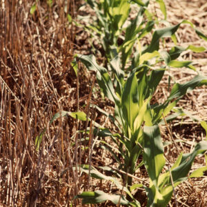 No_till_corn_in_covercrop_website___Copy-1210