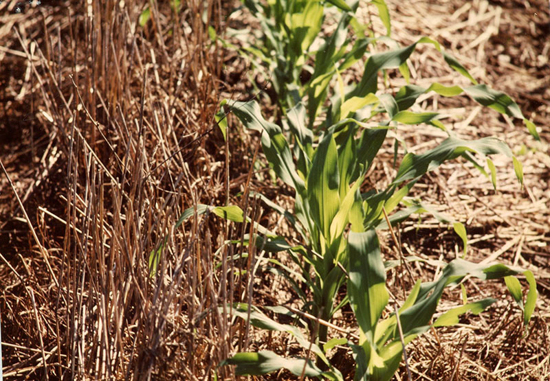 No-till corn in covercrop
Photo ID#: A643