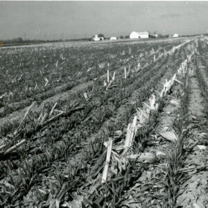 No_till_corn_website___Copy-1211