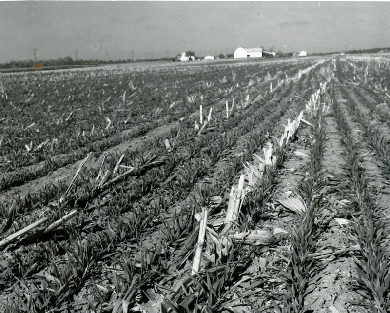 No-till corn
Photo ID#: A644