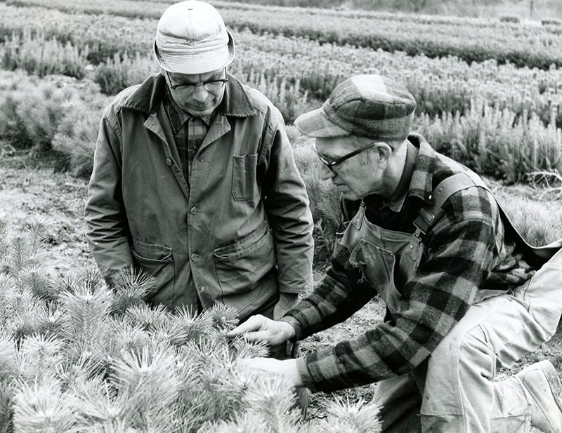 Robert Mills and Claude Schickling examine young pine seedlings at the Pine Grove Nursery (PA)
Photo ID#: N50