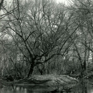 Sediment_bar.Large_Willows._Bioengineering_was_used_here_on_left_side_of_stream__then_planted_to_Bankers_Willows_website-543