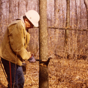 Timber_stand_improvement.Culling_trees_website-3949