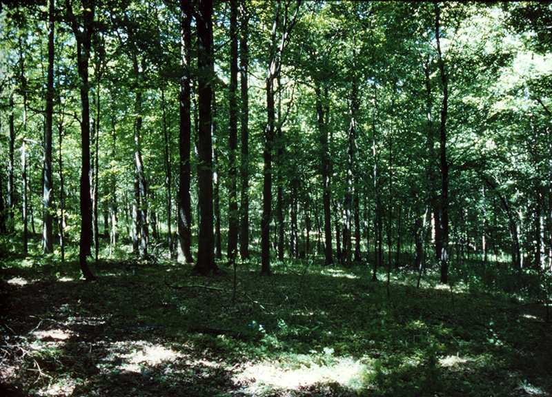 Timber Stand Improvement
Photo ID#: S224