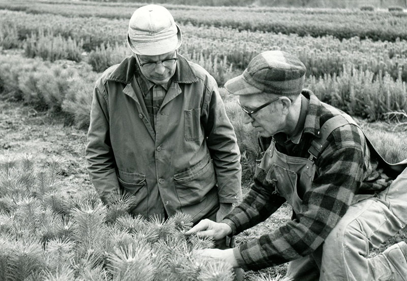 Two men examining trees
Photo ID#: S632