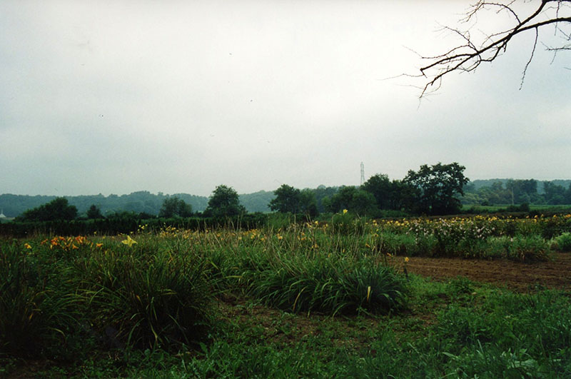 Wade and Gatton Nursery
Photo ID#: N25