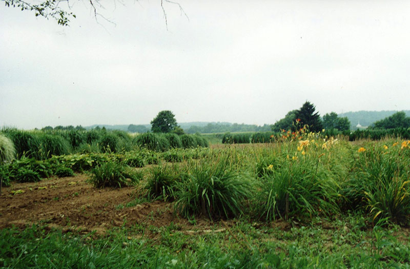 Wade and Gatton Nursery
Photo ID#: N26