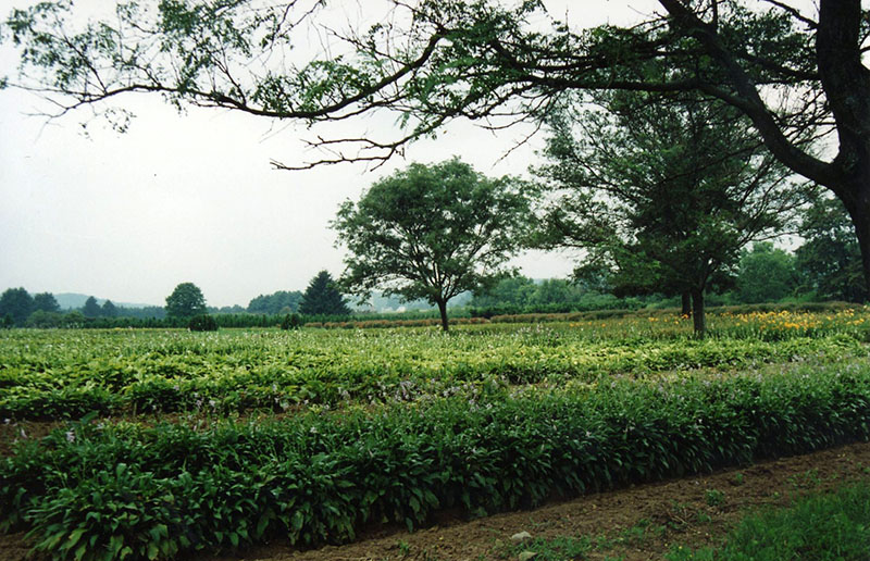 Wade and Gatton Nursery
Photo ID#: N33